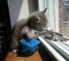 sniper kitten.jpg