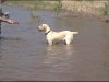 Pineview - Waterdog04.jpg