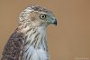 Coopers_Hawk11.jpg