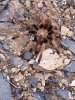 spider on sidewinder.jpg