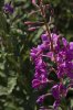 fireweed_zpsffjxbvm5.jpg