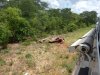 Africa road kill.jpg