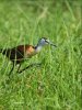 African Jacana in the grass.jpg