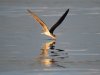 African Skimmer water touch.jpg