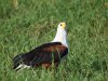 fish eagle 7.jpg