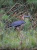 Goliath heron.jpg