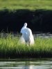 Little Egret shear.jpg