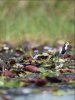 Long-toed lapwing lilly bird.jpg