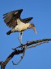 marabou stork 1.jpg