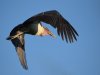 marabou stork 2.jpg