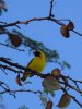 Southern Masked Weaver.jpg