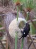 Thick-billed weaver at nest.jpg