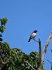 Violet backed starling.jpg