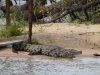 Namibia croc.jpg