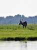 waterbuck 2.jpg