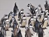 African penguin 6.jpg