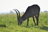 waterbuck 5.JPG