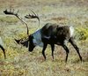 caribou bull close up.jpg