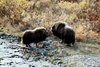 Fox River Musk Ox.jpg