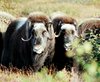 Musk Ox 1.jpg