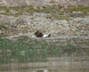 Eagle in flight.jpg