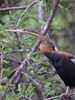 African Darter 4.jpg