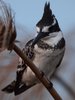 Pied kingfisher close up.jpg