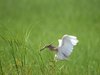 Squacco Heron landing.jpg