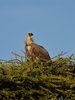 White backed Vulture.jpg